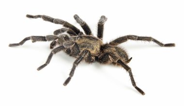Tarantula