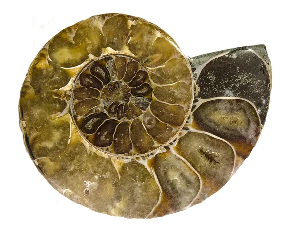 Ammoniteszek fosszilis — Stock Fotó