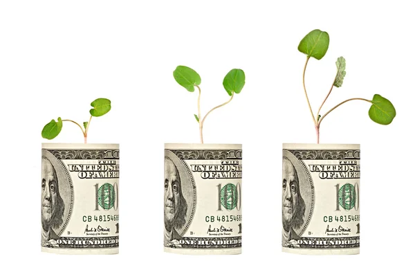 Saplings growing from dollar bill — Stock Photo, Image