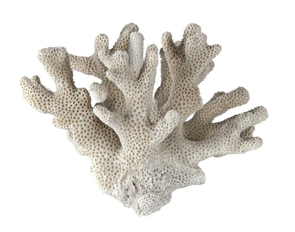 Coral — Stock Photo, Image