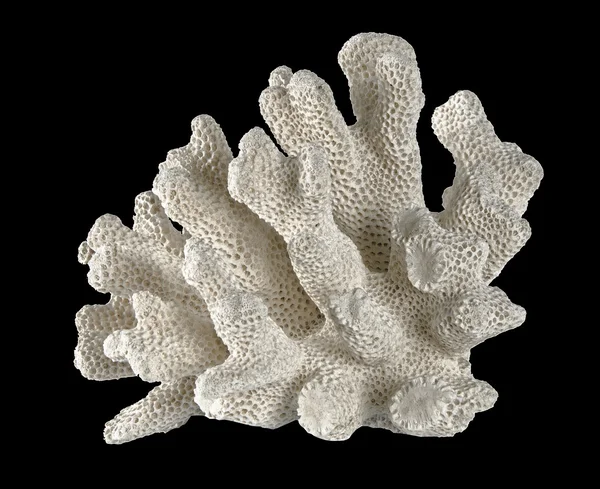 Κοράλλι — Φωτογραφία Αρχείου