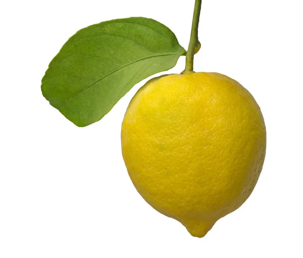 Limone su ramo — Foto Stock