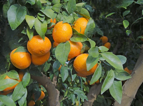 Tangerines on branch — Stock Photo, Image