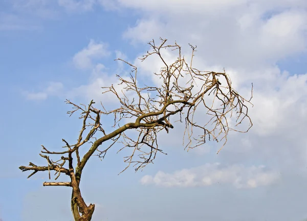 Suchá větev — Stock fotografie