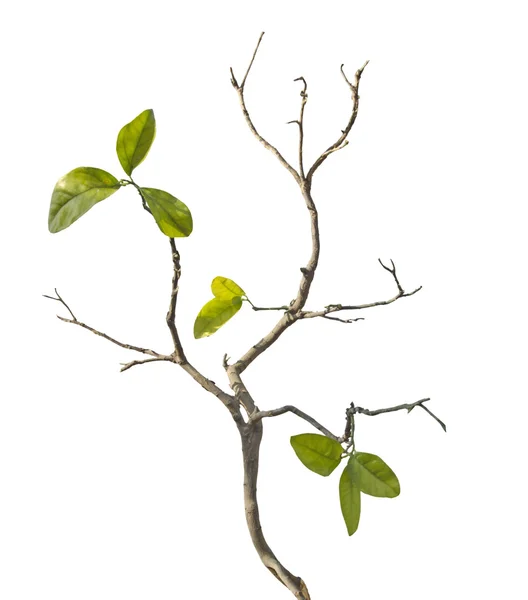 Branch with leaf — Stock Photo, Image