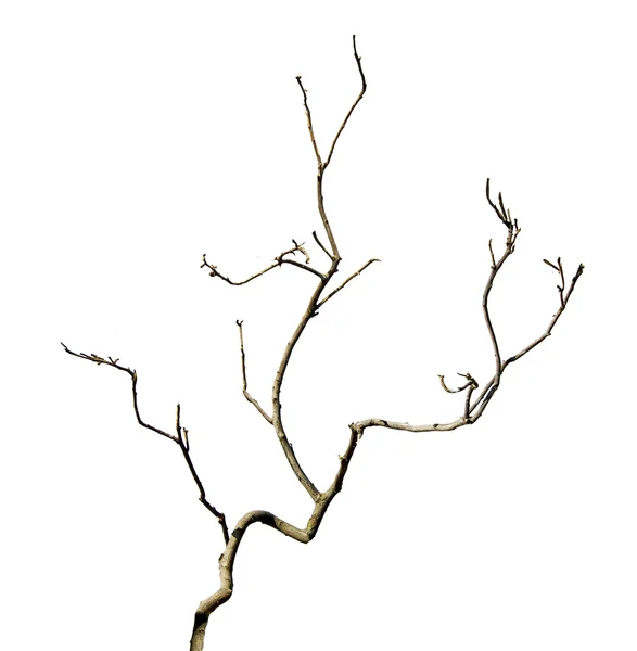 Dry branch — Stock Photo, Image