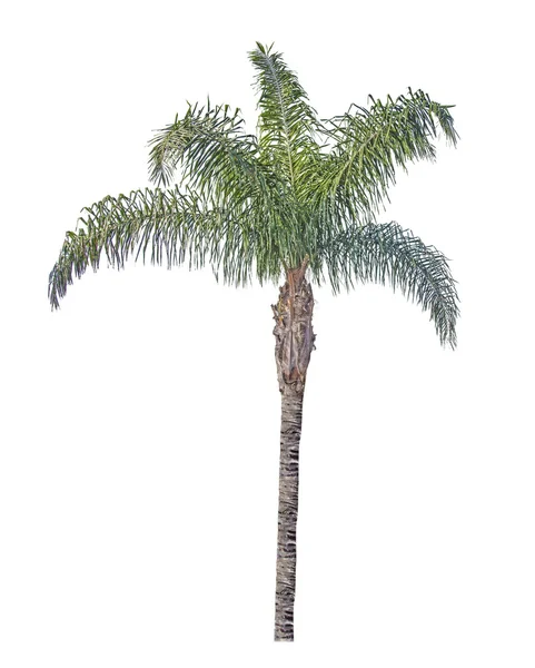 Datum palm geïsoleerd op witte achtergrond — Stockfoto