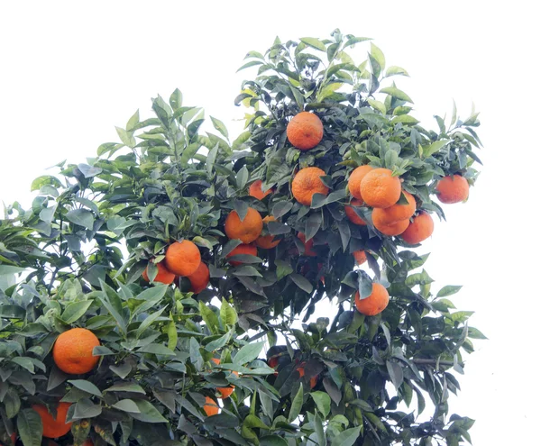 Albero mandarino su sfondo bianco — Foto Stock