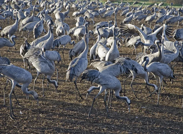 Common crane at Hula, Israel — Stock Photo, Image