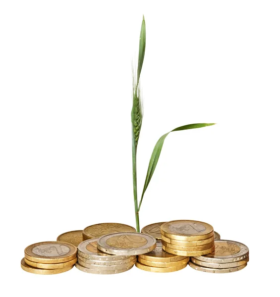 Wheat growing from pile of coins — Stock Photo, Image