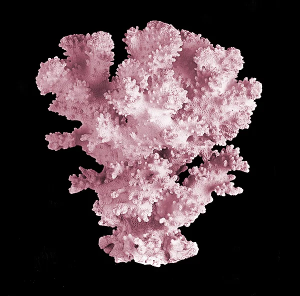 Coral on black background — Stock Photo, Image