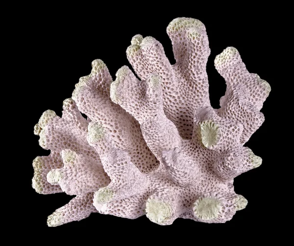 在黑色背景上的珊瑚 — 图库照片