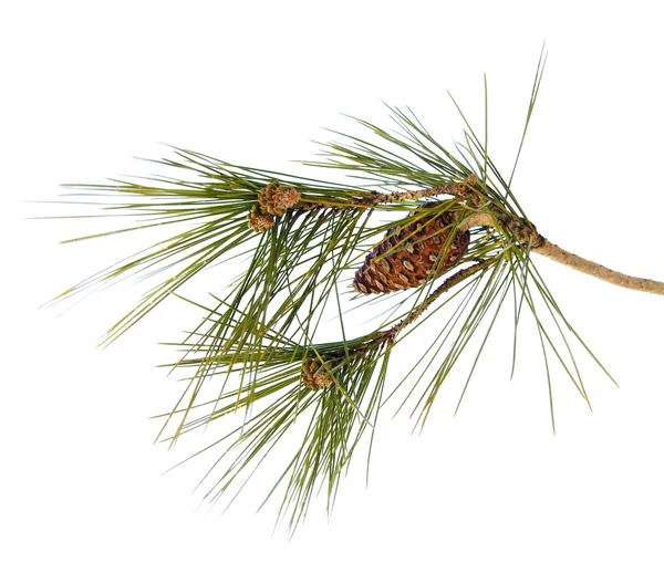 Pine branch with cone isolated on white background — Stock Photo, Image