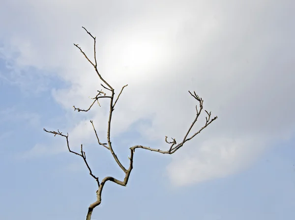 Dry branch — Stock Photo, Image