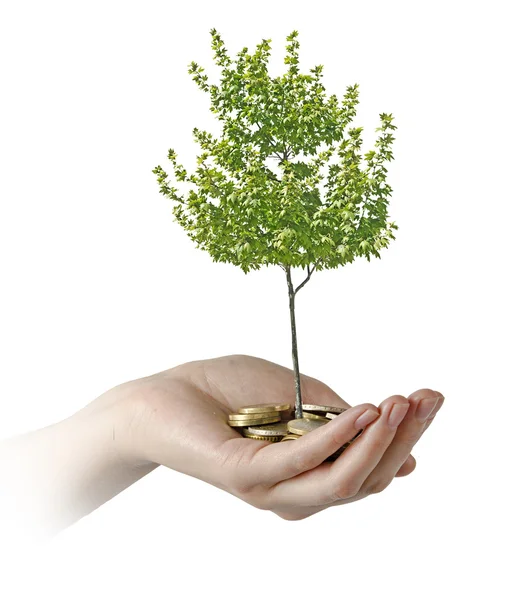 Zelené podnikání strom — Stock fotografie
