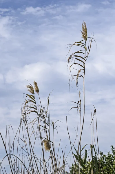 Grasses — Stock Photo, Image