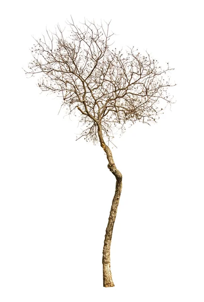 Dry branch — Stock Photo, Image