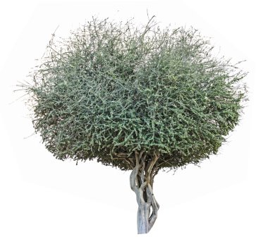 Beyaz arkaplanda ağaç