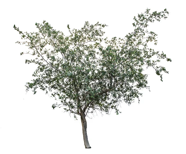 Baum auf weißem Hintergrund — Stockfoto
