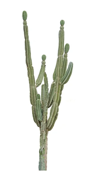 Cactus on white backgraund — Stock Photo, Image