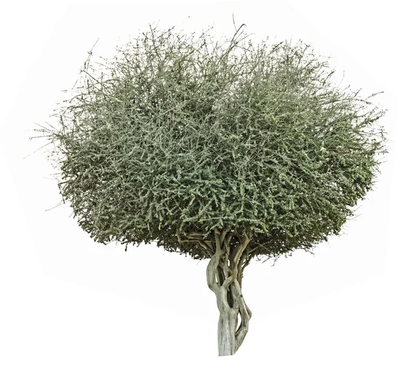 Albero su sfondo bianco — Foto Stock