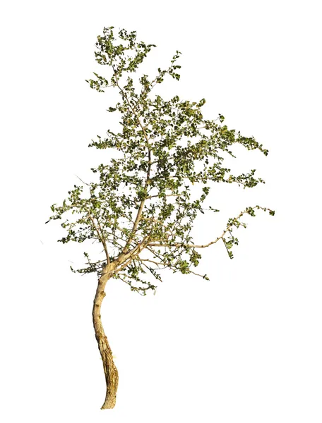 Albero su sfondo bianco — Foto Stock