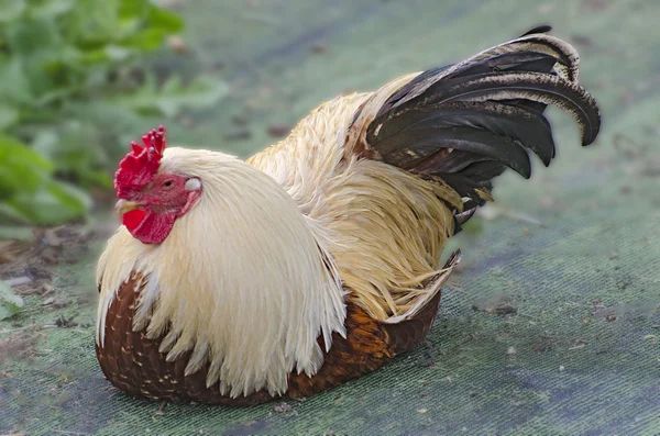 Kleurrijke rooster — Stockfoto