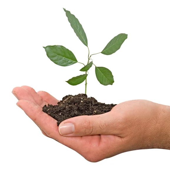 Planta i hand — Stockfoto