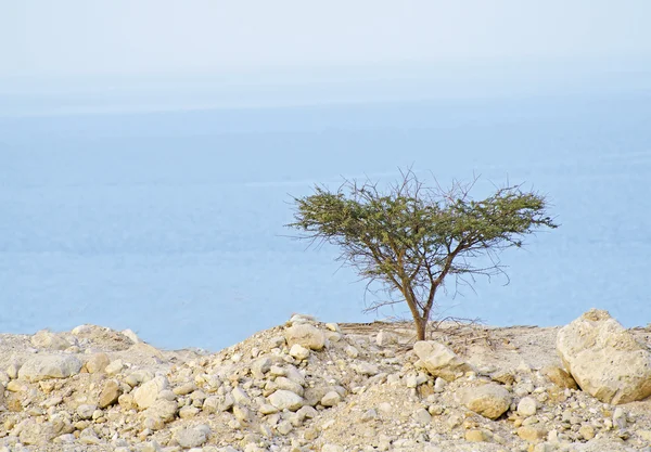 Tree at dead sea — Stock Photo, Image