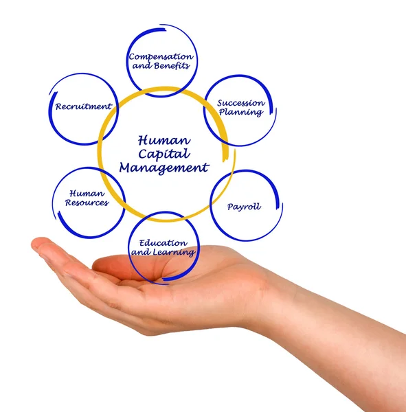 Human Capital Management — Stock Photo, Image