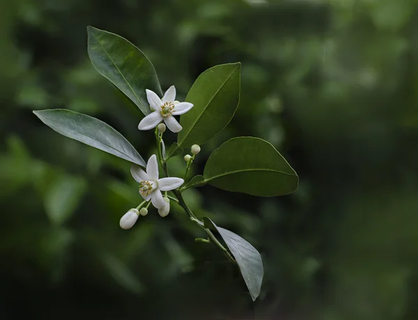 Flowers — Stock Photo, Image