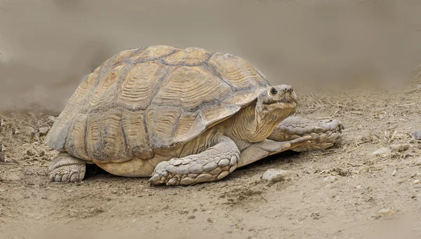 Close up of large tortoise — Stock Photo, Image