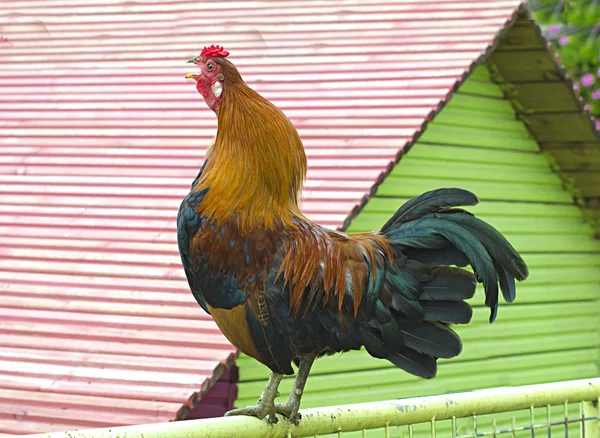 Kleurrijke rooster — Stockfoto