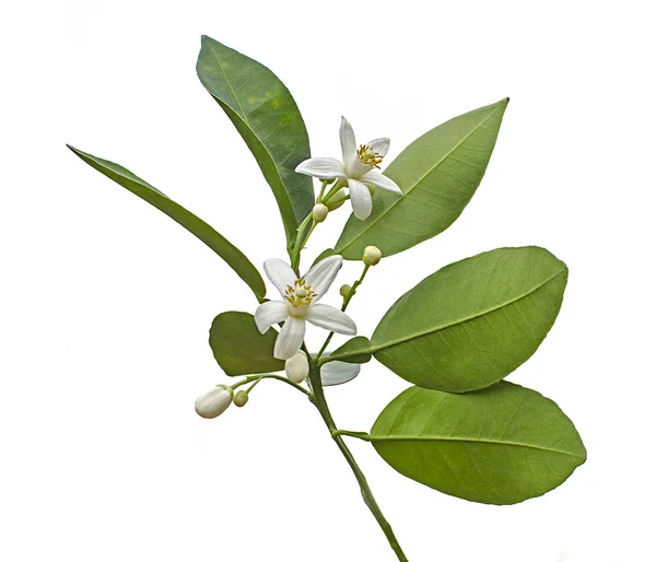 Citrus blommor — Stockfoto