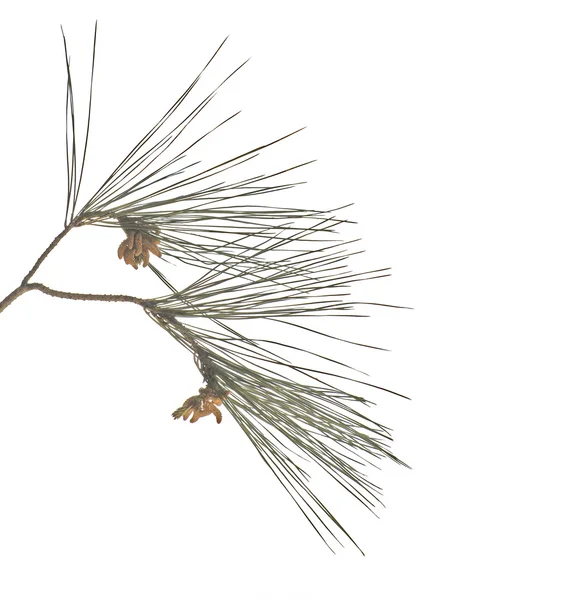 çam dalı beyaz arkaplanda izole edildi