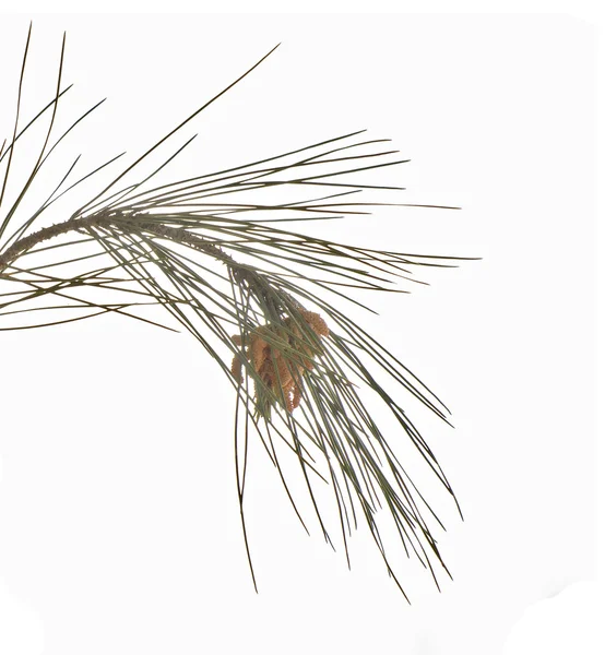 çam dalı beyaz arkaplanda izole edildi