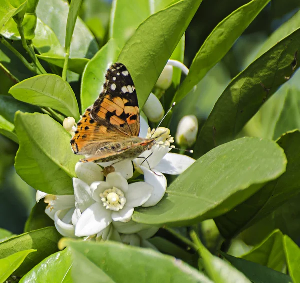 Butterfly  on flower — Stock Photo, Image