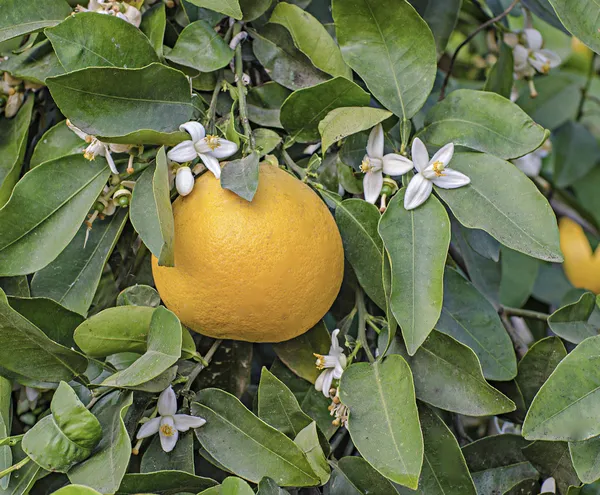 Стиглий грейпфрут і квіти — стокове фото