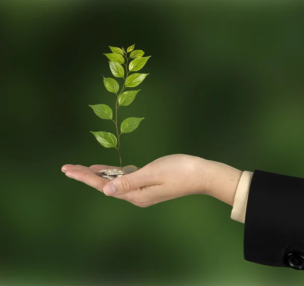 Investing to green business — Stock Photo, Image