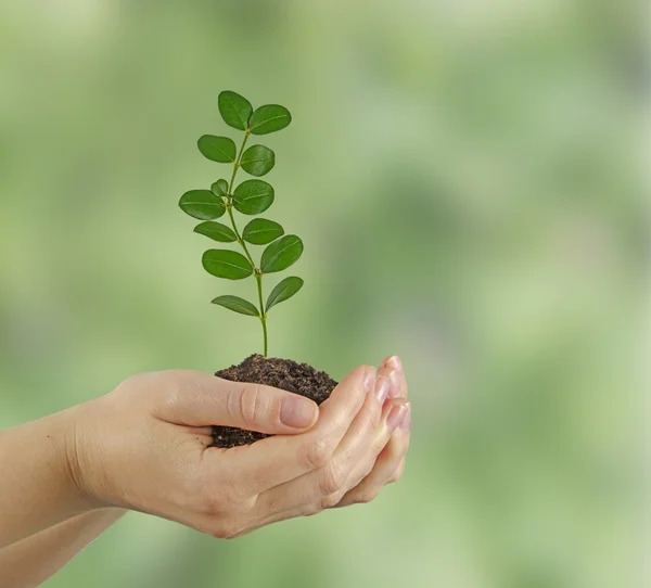 Planta i händer — Stockfoto