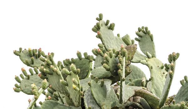 Cactus on white backgraund — Stock Photo, Image