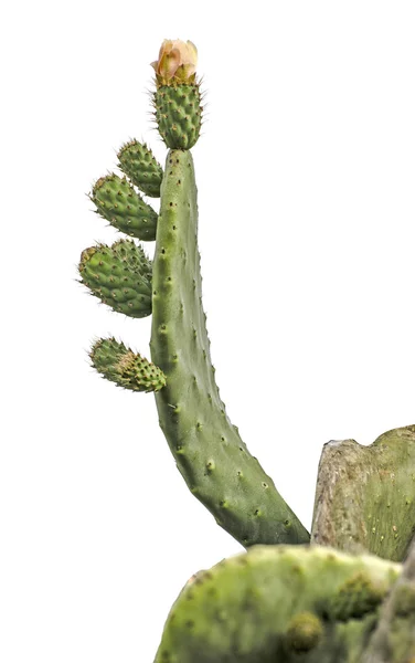 Kaktus na bílé backgraund — Stock fotografie