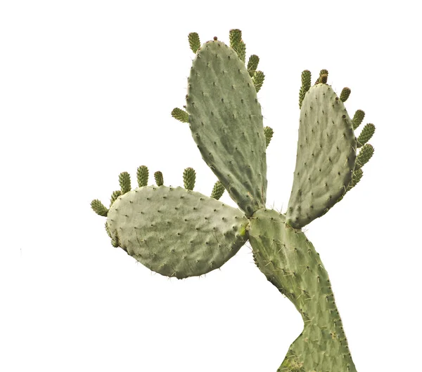 Kaktus na bílém pozadí — Stock fotografie