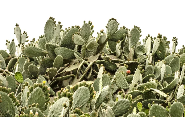 Cactus sur fond blanc — Photo