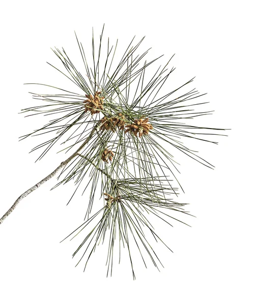 Pine branch  isolated on white background — Stock Photo, Image