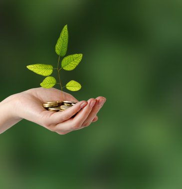 yeşil iş yatırım