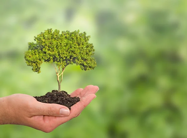 Tree in hand — Stock Photo, Image