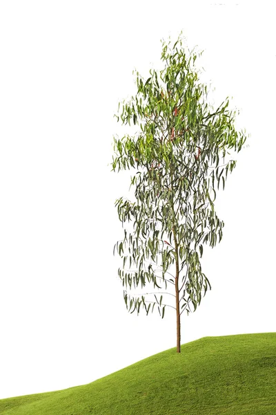 Çayırdaki ağaç — Stok fotoğraf