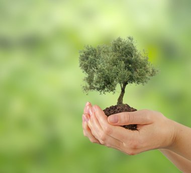 Olive tree in hands as a gift