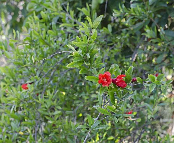 Pomegranate branch with flower — Stock Photo, Image